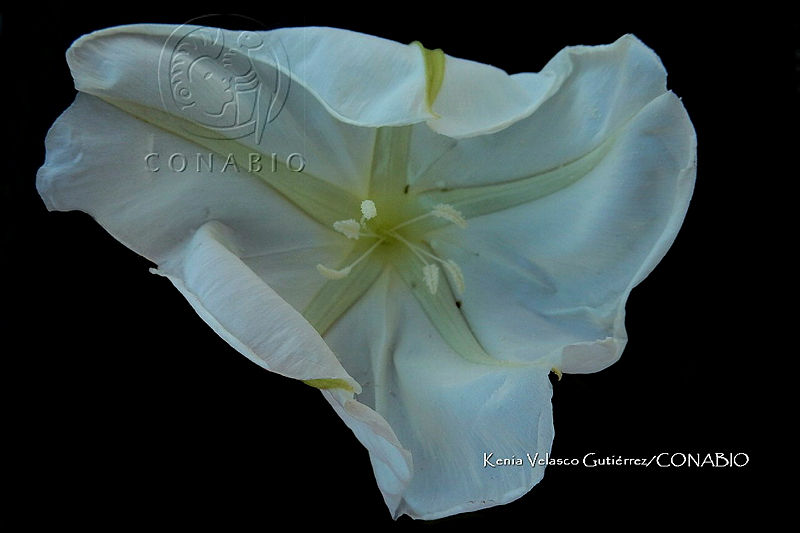 Yolox%201695%20Ipomoea%20alba%20L..jpg.nSj56cP1MXkFlUVjQA3g0JtbmFja29CbnFuZ3NAbXJ6LGtwZwA.F5 UPf8Tv4