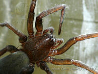 LASL0069 Zoropsidae.jpg
