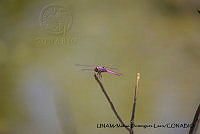 PJ016 0629 Orthemis discolor.JPG