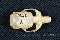 VMS-CD0028 Microtus oaxacensis.JPG