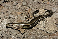 ECA0288 Scincella kikaapoa.jpg