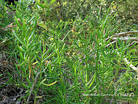 MRG-2018-464 Batis maritima (MEGA-14feb18-a).JPG