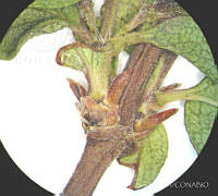 SL2852 Vesalea floribunda.jpg