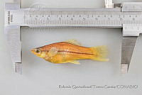 RQTG0641 Xiphophorus hellerii.jpg