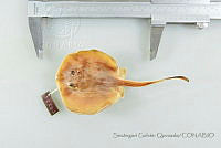 SGQ0987 Urotrygon sp..jpg