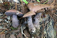 AKL0056 Tylopilus eximius.jpg
