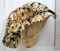 CBA0323 Russula chloroides.JPG