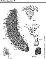 JMRM0038 Thelocacthus hastifer.jpg