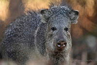 RP07 Dicotyles tajacu.jpg