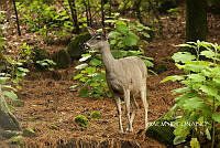 3R 01198 Odocoileus virginianus.jpg