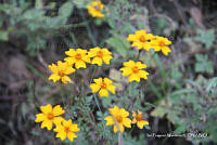 proy JF091 0473 Tagetes remotiflora.JPG