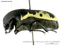 SAZH0340 Gymnetosoma chevrolati.jpg