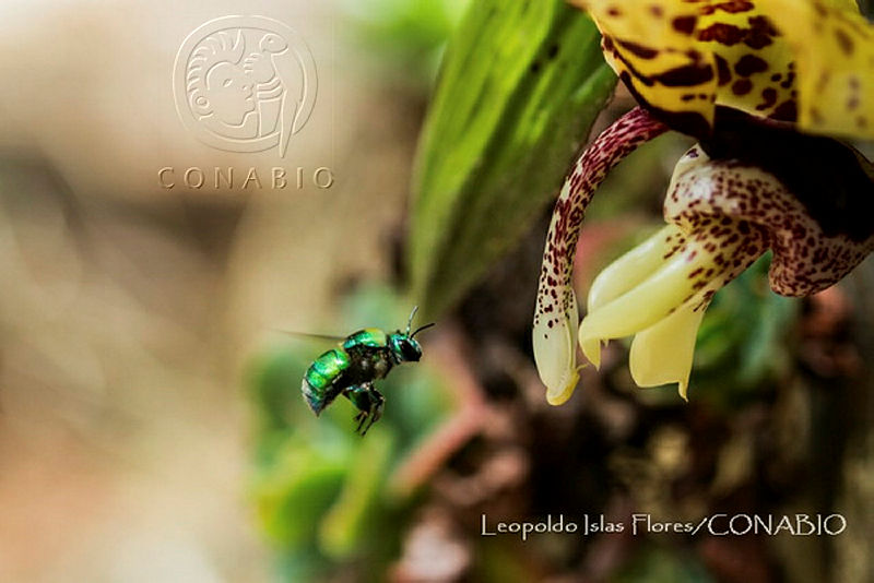 LIF00%20Stanhopea%20hernandezii%2C%20Euglossini.jpg.4yf pKv MQ1jvyljQA3g0JtbmFja29CbnFuZ3NAbXJ6LGtwZwA.ART kzfC3W