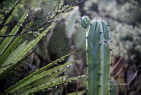 3R 00821 Myrtillocactus geometrizans.jpg