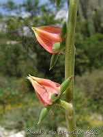 OTV2820 Echeveria sp..jpg