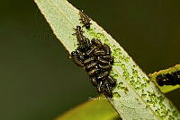 SM0548 Gastrophysa cyanea.jpg