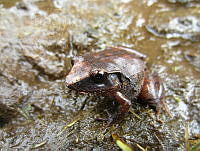 OHO012 Craugastor lineatus.jpg