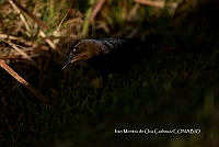 IMDOC3847 Quiscalus mexicanus.jpg