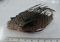 HE009 P 1417 Pez león asiático.jpg