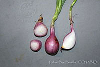 RBB0326 Allium cepa var. aggregatum.jpg