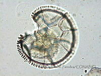 JSP128 Goniodoma acuminatum.JPG