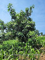 SG019 0144 Oreopanax capitatus.jpg