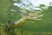 IDG0578 Crocodylus acutus.jpg
