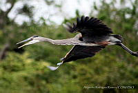 ARR008 Ardea herodias ssp. herodias.jpg