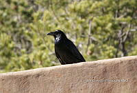 IE003 0051 Corvus corax.jpg