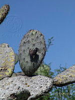 OOG0166 Cracidae.jpg