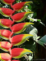CGL1152 Heliconia sp..jpg
