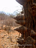 IRR 0191 Ceiba aesculifolia.jpg