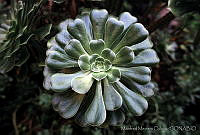 MMO0034 Echeveria sp..jpg
