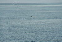 GEA0249 Kogia breviceps.jpg