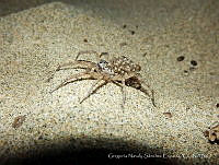 GNSE001 Lycosidae.jpg