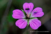IMDOC 4837 Geranium potentillifolium.jpg