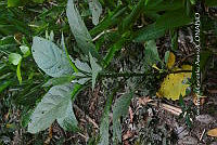 SG019 0417 Cestrum nocturnum.jpg