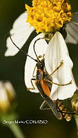 SM0349 Chauliognathus limbicollis.jpg