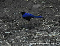 MAGB 0144 Cyanocorax beecheii.JPG