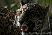 MASM02959 Panthera onca.jpg