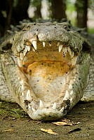 IMDOC0978 Crocodylus acutus.jpg