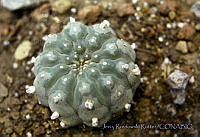 3608 Lophophora williamsii.jpg