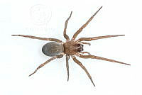 MASM07871 Zorocrates sp..jpg