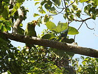 SG012 0073 Amazona oratrix.jpg