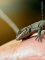 LASL0066 Sceloporus sp..jpg