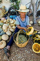 BETB15 Cucurbita sp..jpg