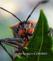 MN6F0015 Sagotylus confluens.jpg