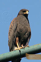 12_CGL1679 Parabuteo unicinctus.jpg