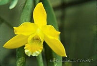 3773 Prosthechea citrina.jpg