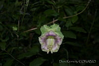 DK0729 Cleome sp..jpg